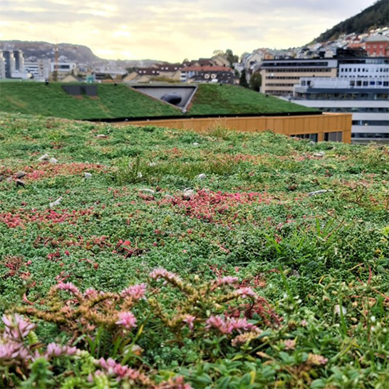 Sedum i blomstring på taket av Skipet, med utsikt mot Bergen sentrum.