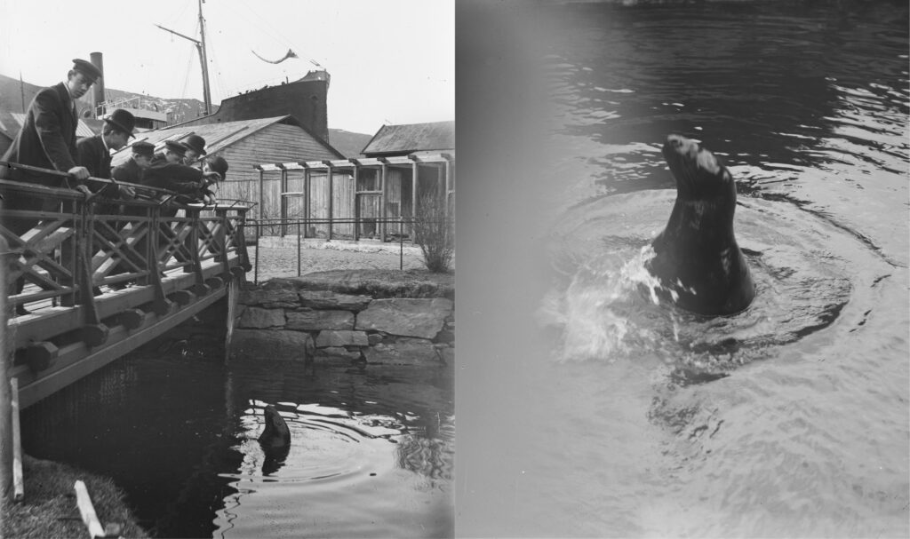 Seldammen 1898 under Bergensutstillingen. Sel stikker hodet opp av vannet. Menn ser på den fra en brygge med rekkverk.